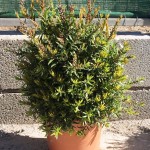 LC 5909 Callistemon viminalis Captain Cook 5L touffe