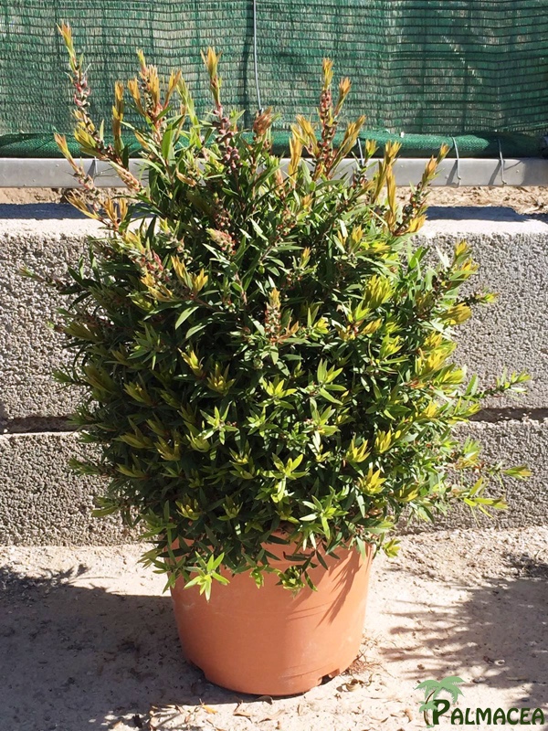 LC 5909 Callistemon viminalis Captain Cook 5L touffe