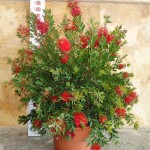 LC 6016 Callistemon laevis 15L touffe