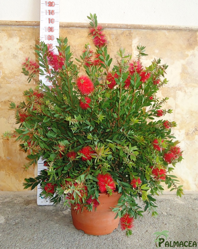 LC 6016 Callistemon laevis 15L touffe