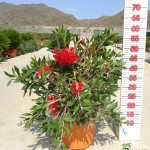 LC 6578 Callistemon laevis 5L touffe