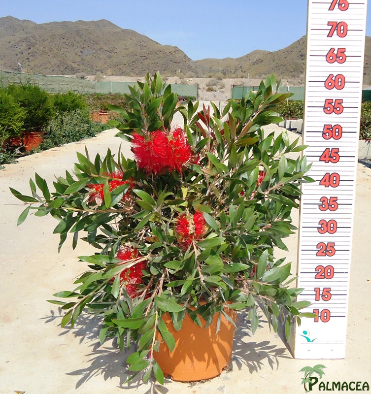 LC 6578 Callistemon laevis 5L touffe