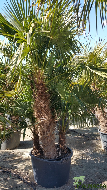 VV 2392 Trachycarpus fortunei 160L cépée 3 stipes 180/200T