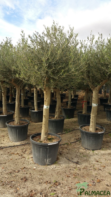 VV 6071 6072 Olea europaea 130L ecorce lisse blanche tronc haut 30/40P