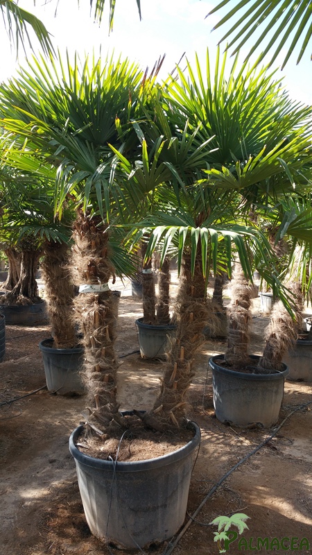 VV 6395 Trachycarpus fortunei 160L cépée 2 stipes 180/200T