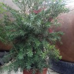 VV 6456 Callistemon bonanza 25L touffe 80/100