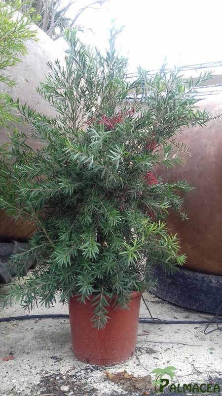 VV 6456 Callistemon bonanza 25L touffe 80/100