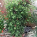 VV 6457 Callistemon glaudus Kings Park Special 25L touffe 80/100
