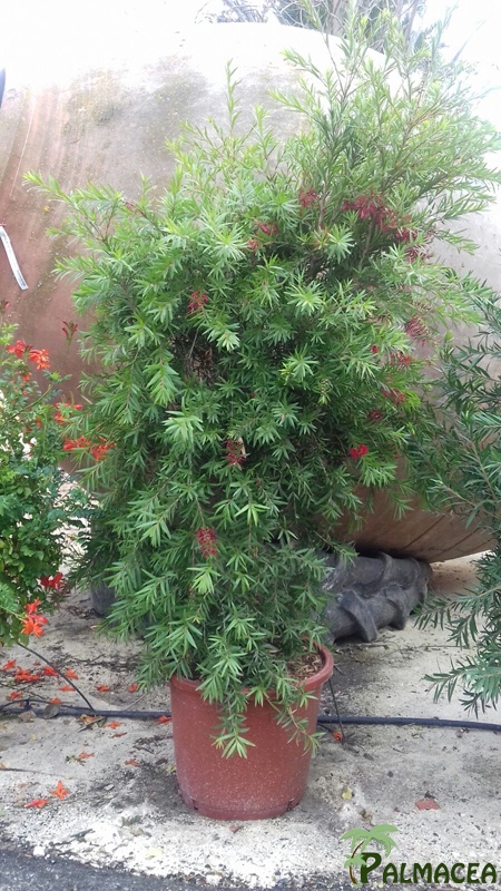 VV 6457 Callistemon glaudus Kings Park Special 25L touffe 80/100