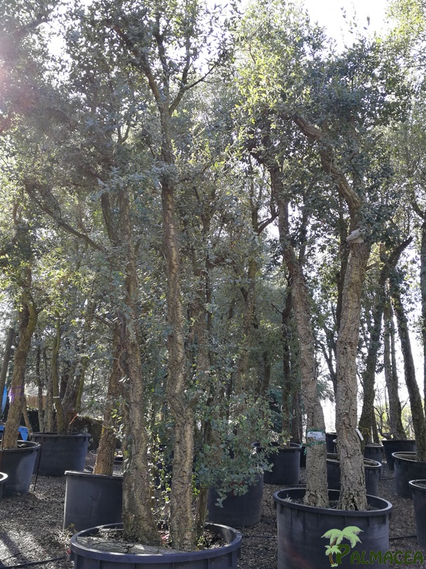 TV 7055 Quercus suber N°243 750L