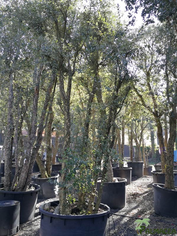 TV 7056 Quercus suber N°244 750L