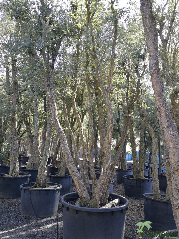 TV 7057 Quercus suber N°259 1000L