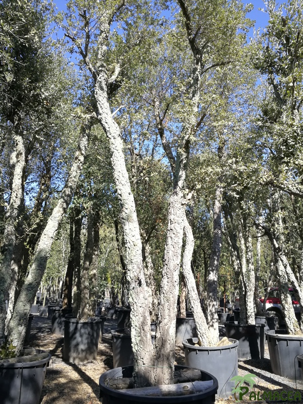 TV 7058 Quercus suber N°313 750L