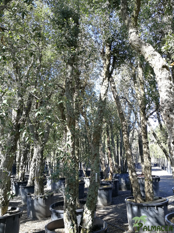 TV 7059 Quercus suber N°316 500L