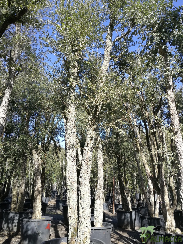 TV 7060 Quercus suber N°322 750L