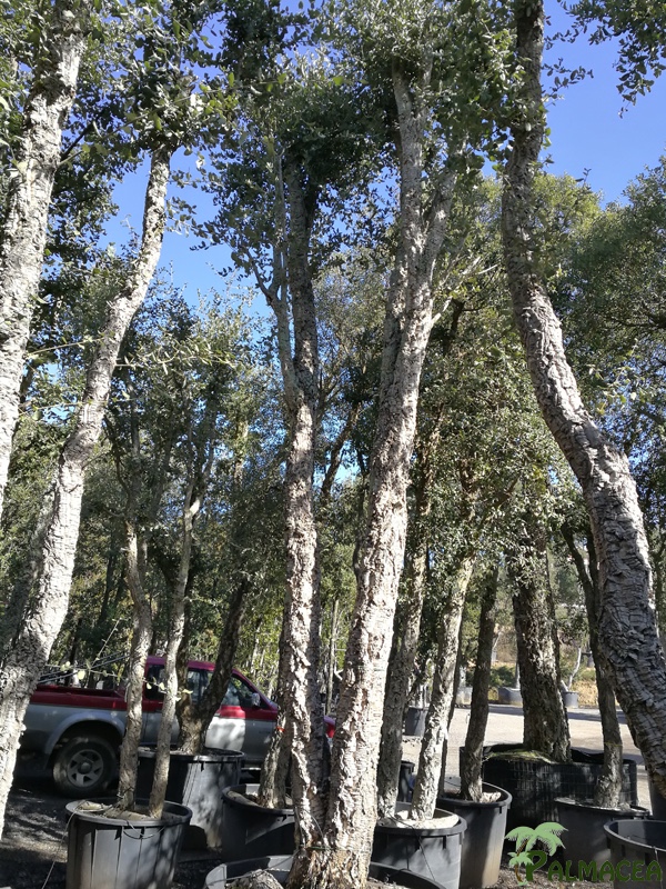 TV 7061 Quercus suber N°331 750L