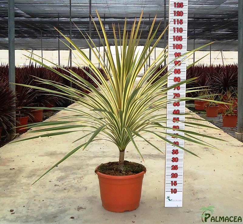 LC 3147 Cordyline australis Dazzler 15L