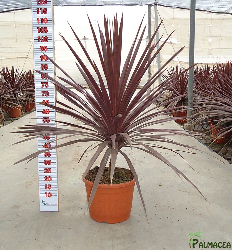 LC 3151 Cordyline australis Red Star 15L