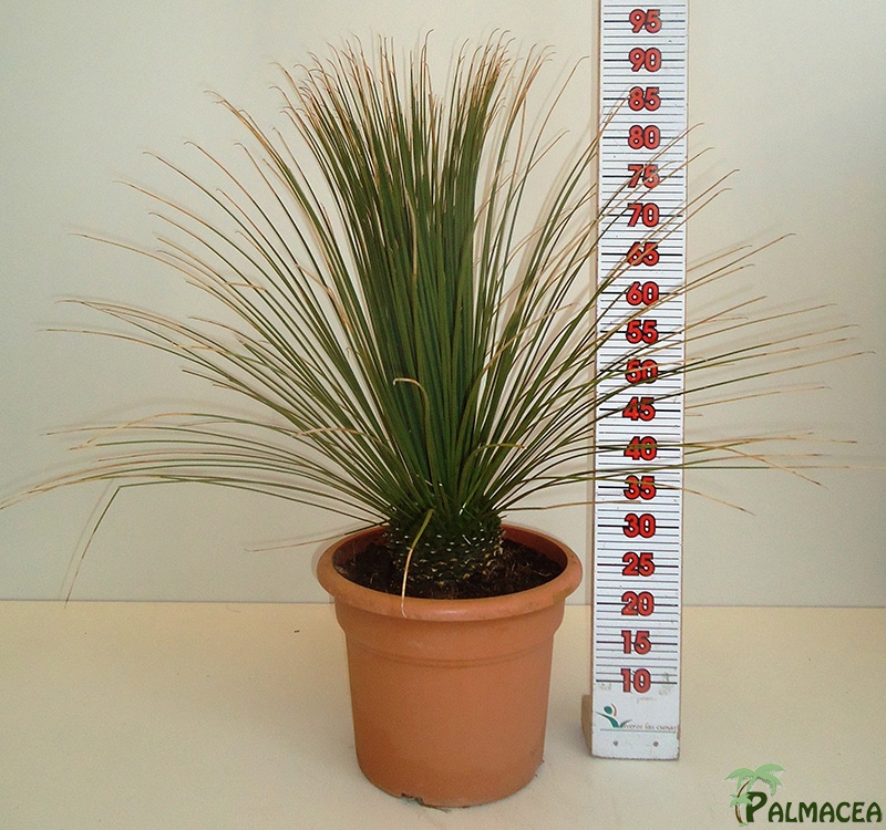 LC 3172 Dasylirion longissimum 15L