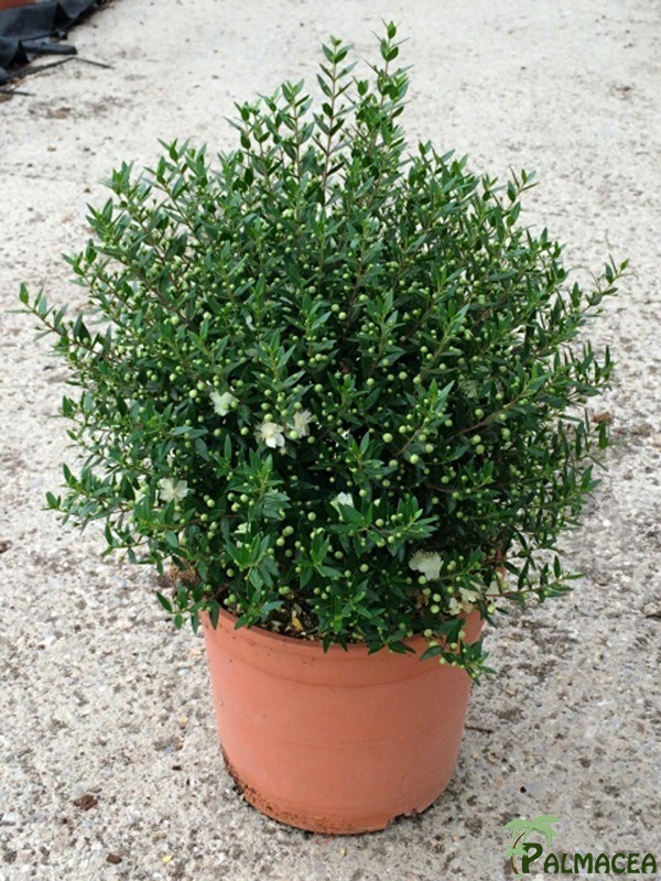 LC 3245 Myrtus communis Microphylla 5L touffe