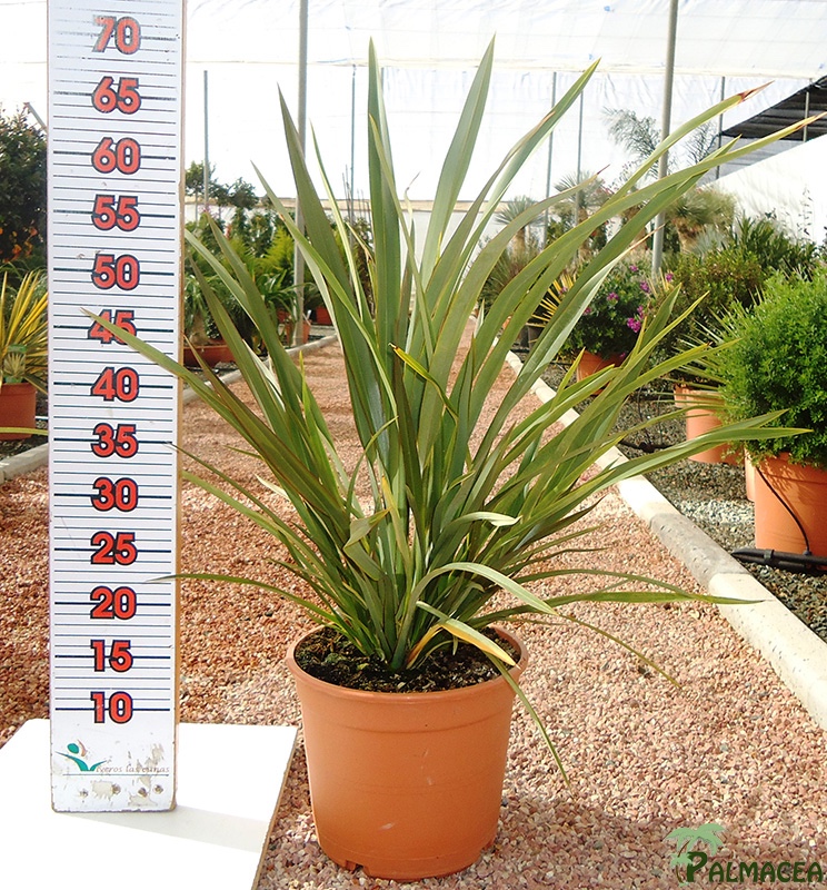 LC 3270 Phormium tenax 5L touffe