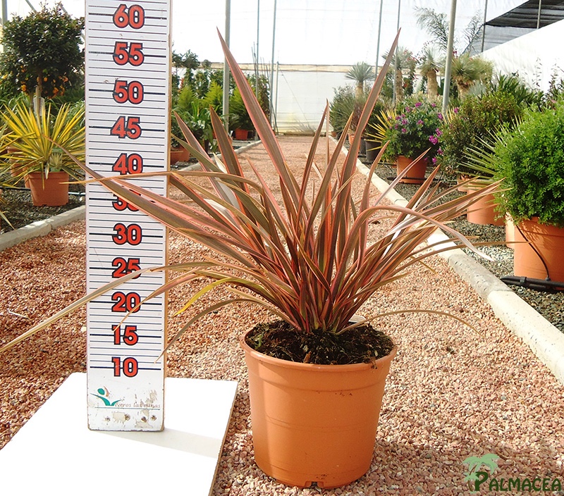 LC 3276 Phormium sundower 5L touffe