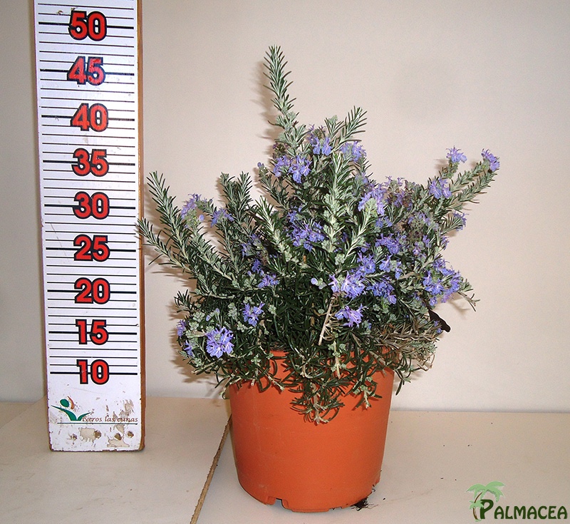 LC 3298 Rosmarinus repens 5L touffe