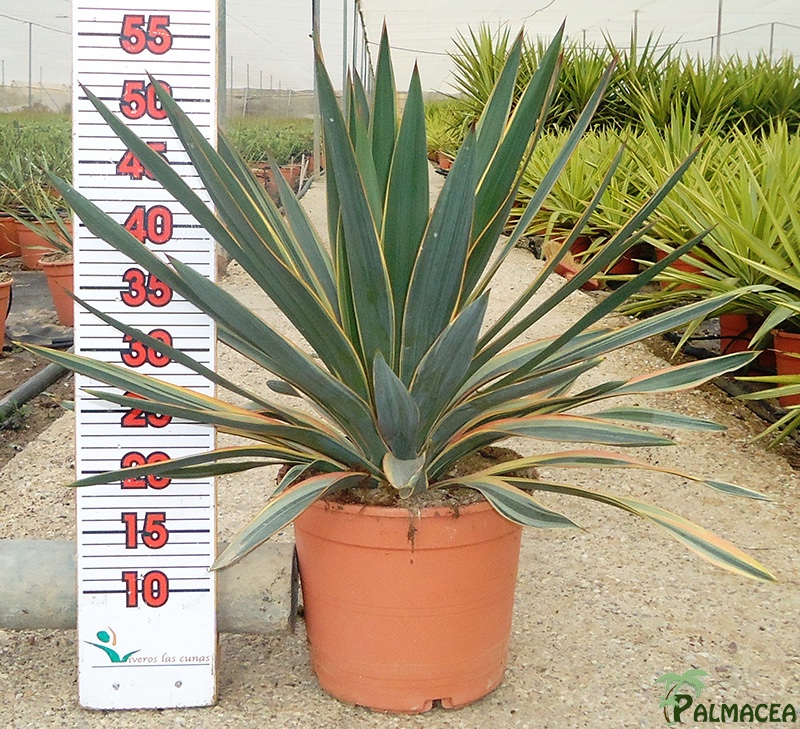 LC 3328 Yucca gloriosa variegata 5L