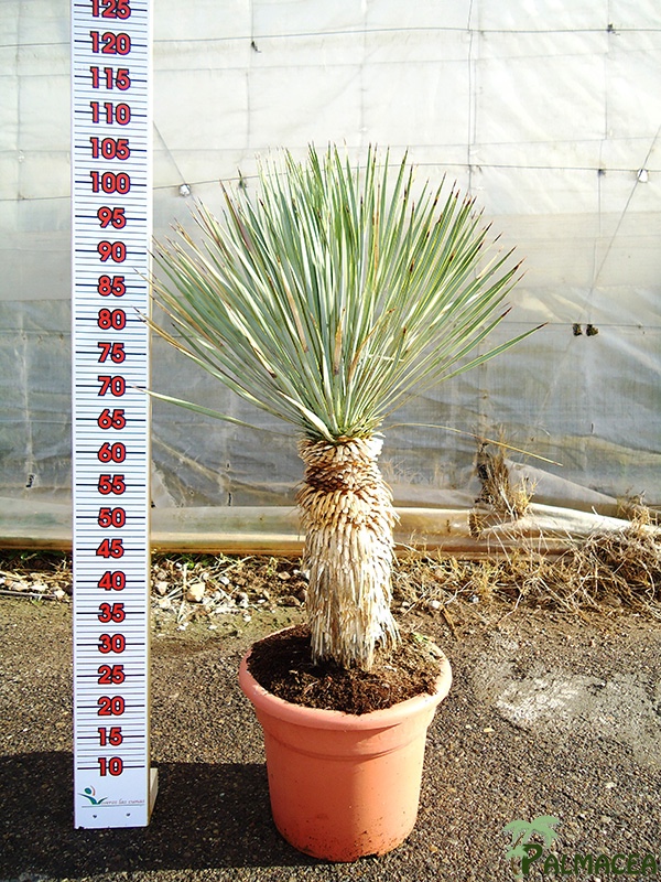 LC 4818 Yucca rostrata 20L 20/40T