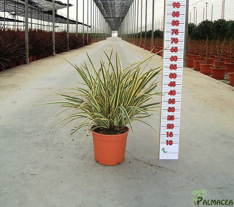 LC 5370 Phormium variegata 5L touffe