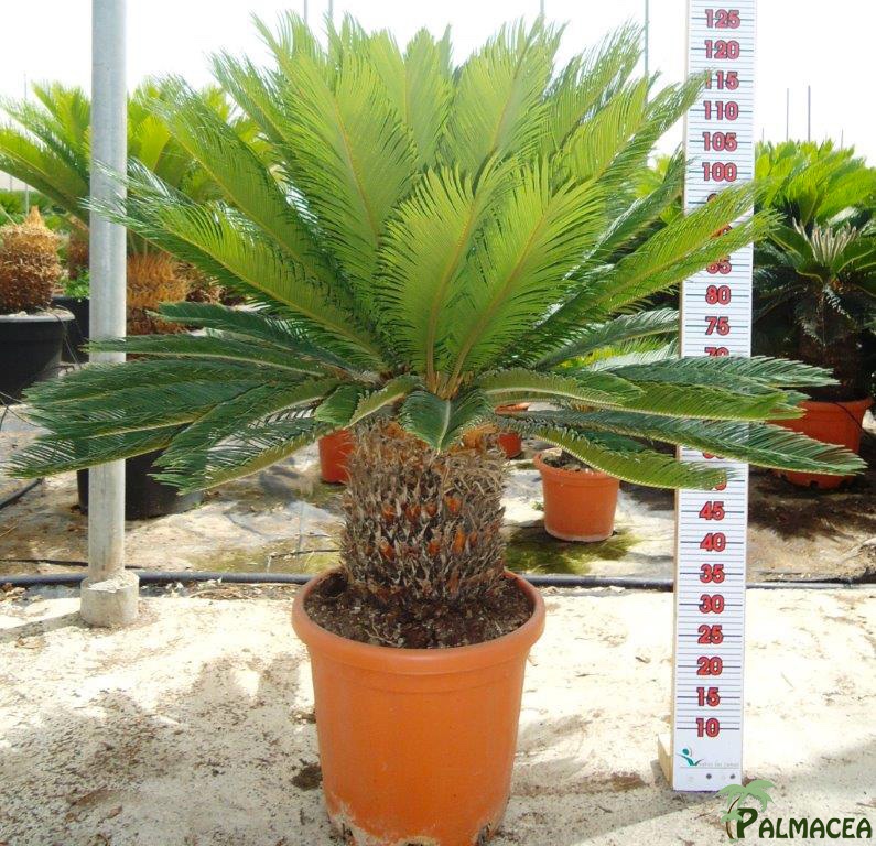 LC 5391 Cycas revoluta 26L 40/50T