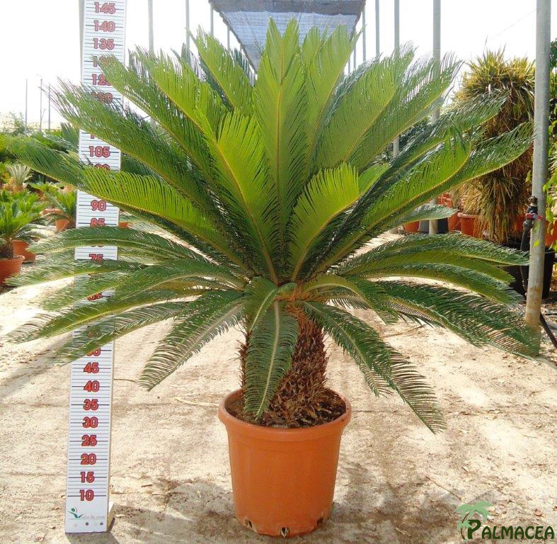 LC 5393 Cycas revoluta 26L 50/60T