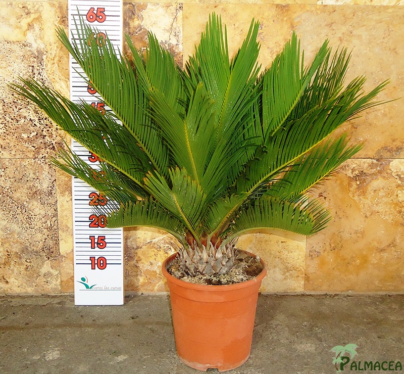 LC 5957 Cycas revoluta 5L 10/15T