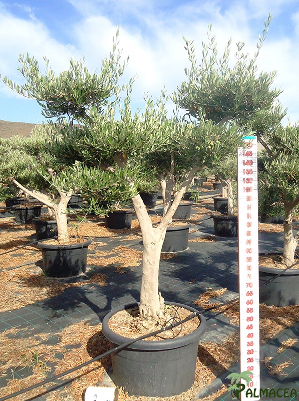 LC 6589 Olea europaea 100L tronc haut nuage