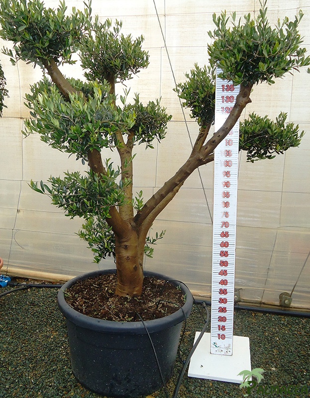 LC 6590 Olea europaea 100L ramificado nuage