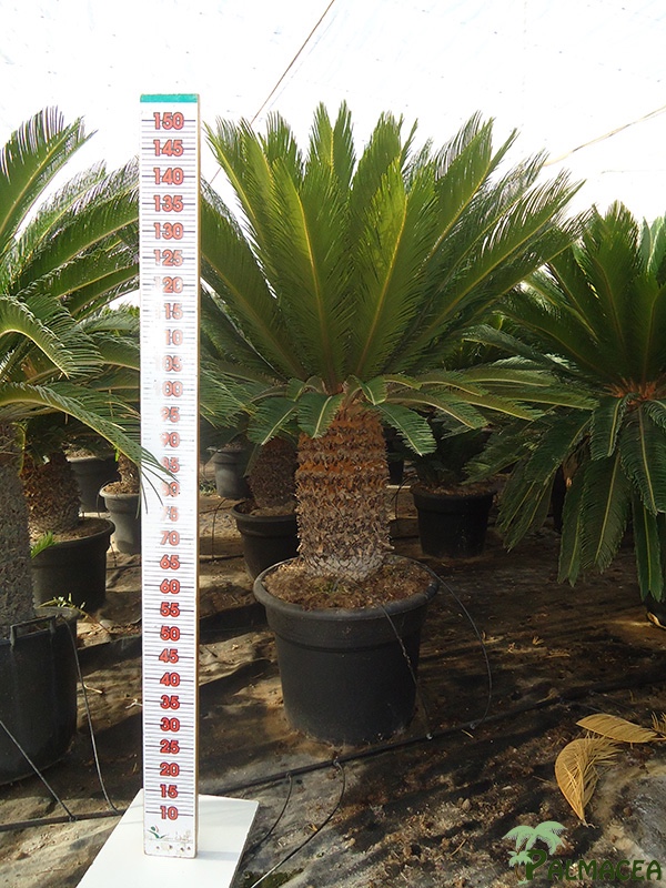 LC 6593 Cycas revoluta extra 65L 60/70T
