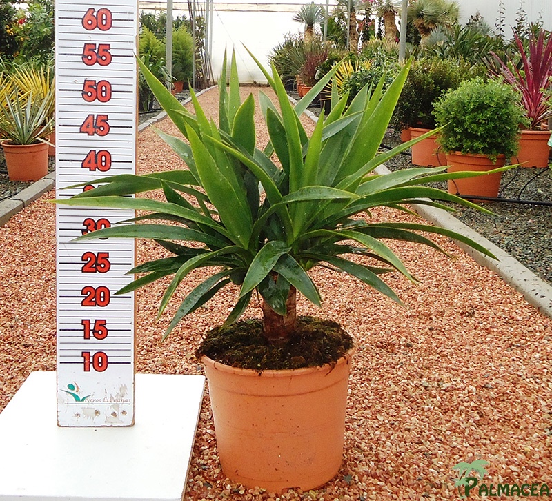 LC 6822 Yucca elephantipes 5L multi-têtes
