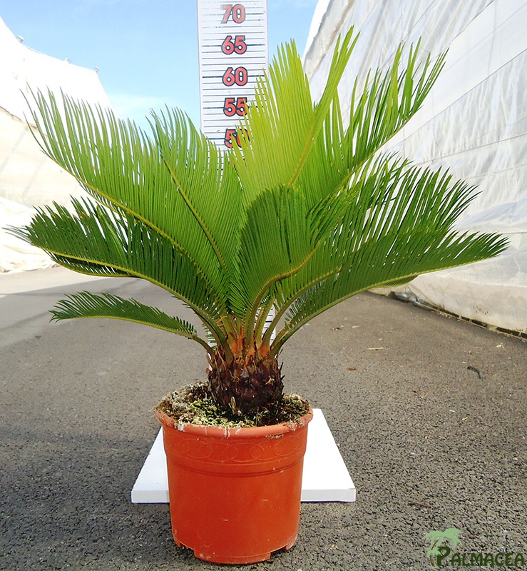 LC 7245 Cycas revoluta 3L 8/10T