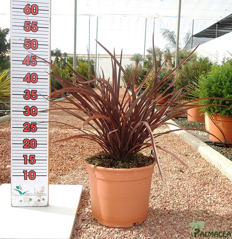 LC 7267 Phormium special red 5L touffe
