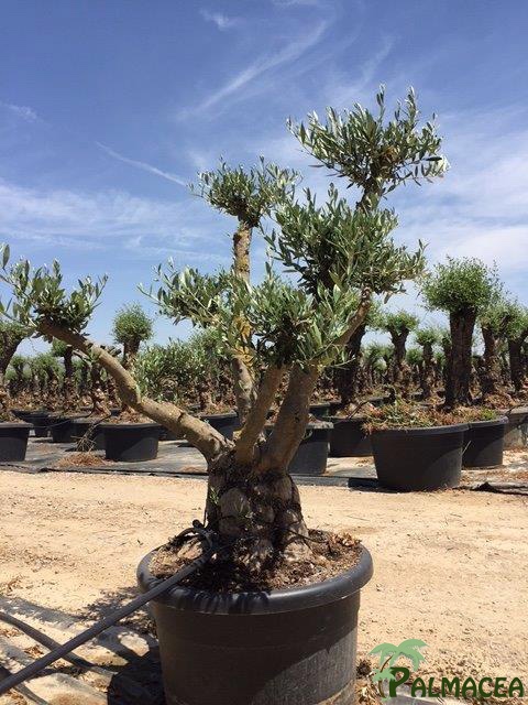 LC 7268 Olea europaea Hojiblanco 100L nuage