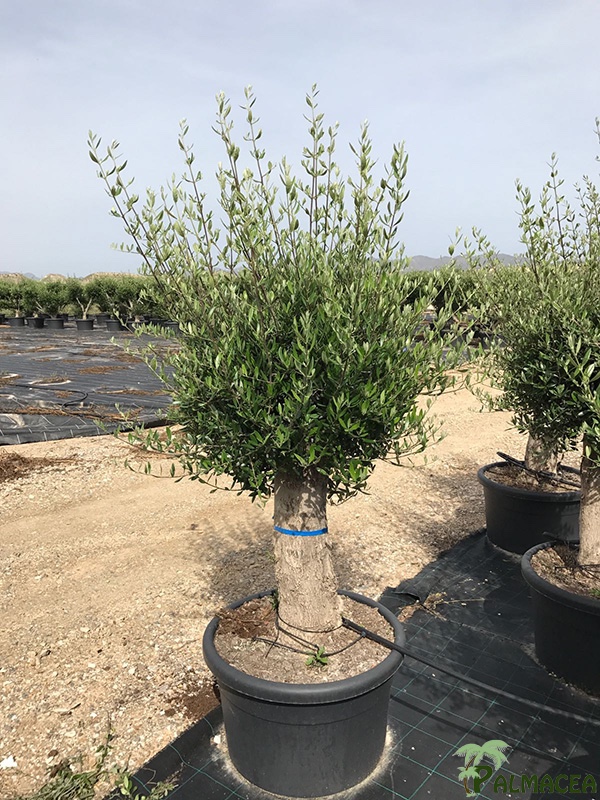 LC 7269 Olea europaea Picual 100L tige