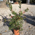 VV 6458 Callistemon citrinus Splendens 3L touffe
