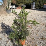 VV 7404 Callistemon masotti 3L touffe