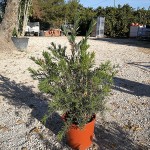 VV 7406 Callistemon masotti 10L touffe