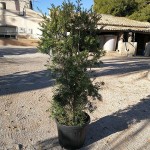 VV 7414 Callistemon bonanza 55L 150/175