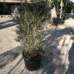 VV 7415 Callistemon glaudus Kings Park Special 45L 125/150