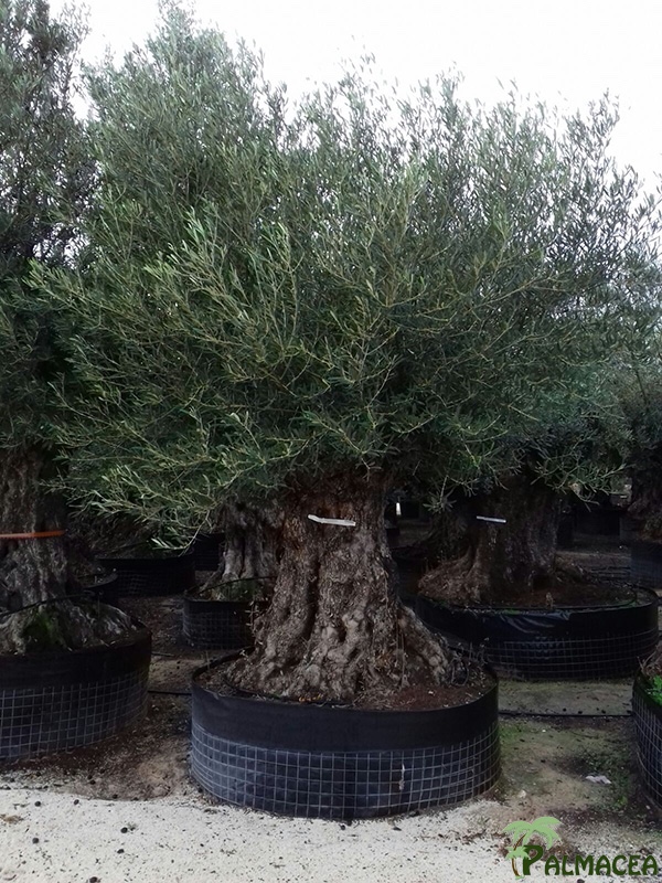 VV 2985 Olea europaea CTM maxi-bonsai 200/225P