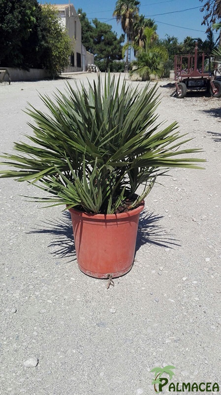 VV 3409 Chamaerops humilis 10L 40/50