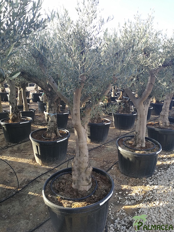 VV 3432 Olea europaea 180L ecorce lisse provincial 40/60P