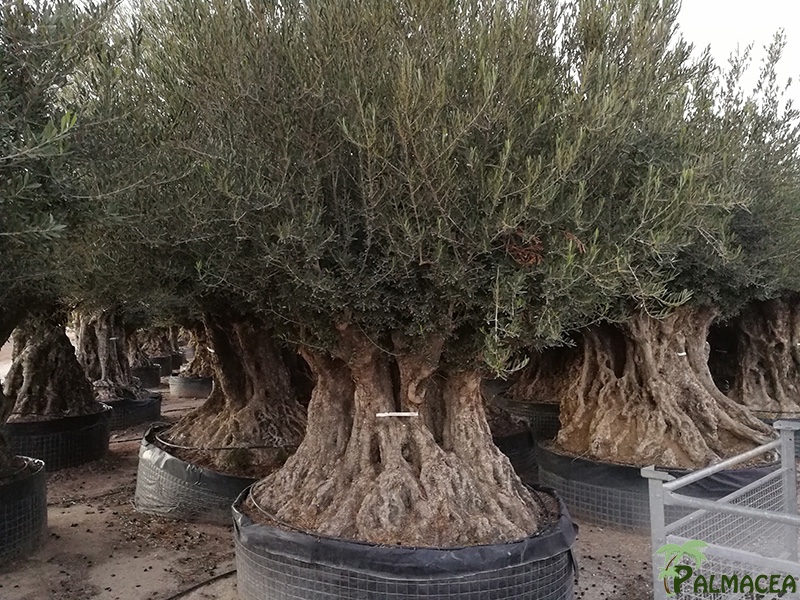 VV 3450 Olea europaea CTM maxi-bonsai 300/350P